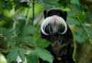 Imperial tamarin - bajuszkereskedő